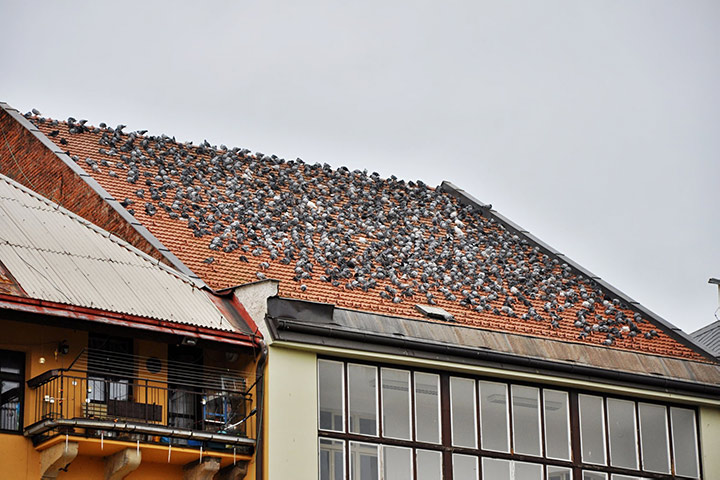 A2B Pest Control are able to install spikes to deter birds from roofs in Pudsey. 