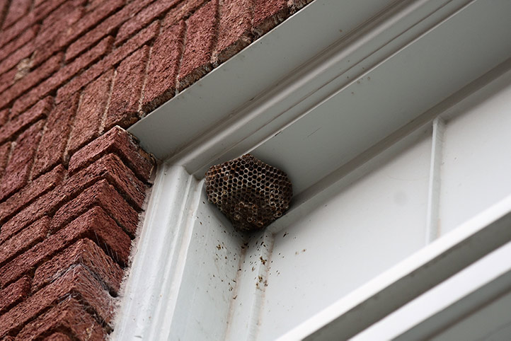 We provide a wasp nest removal service for domestic and commercial properties in Pudsey.